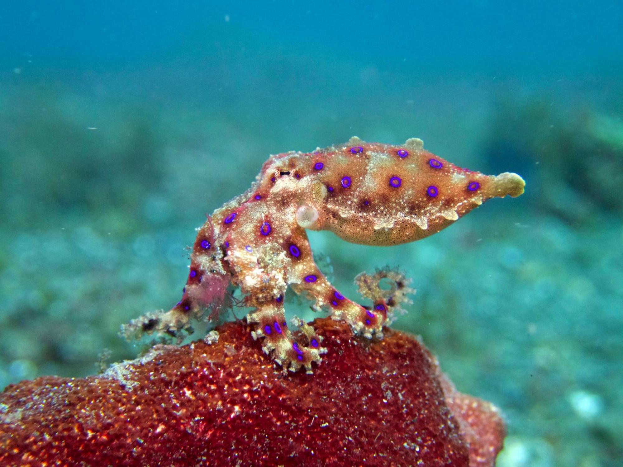 Cocotinos Lembeh A Boutique Dive Lodge Bitung Exteriér fotografie