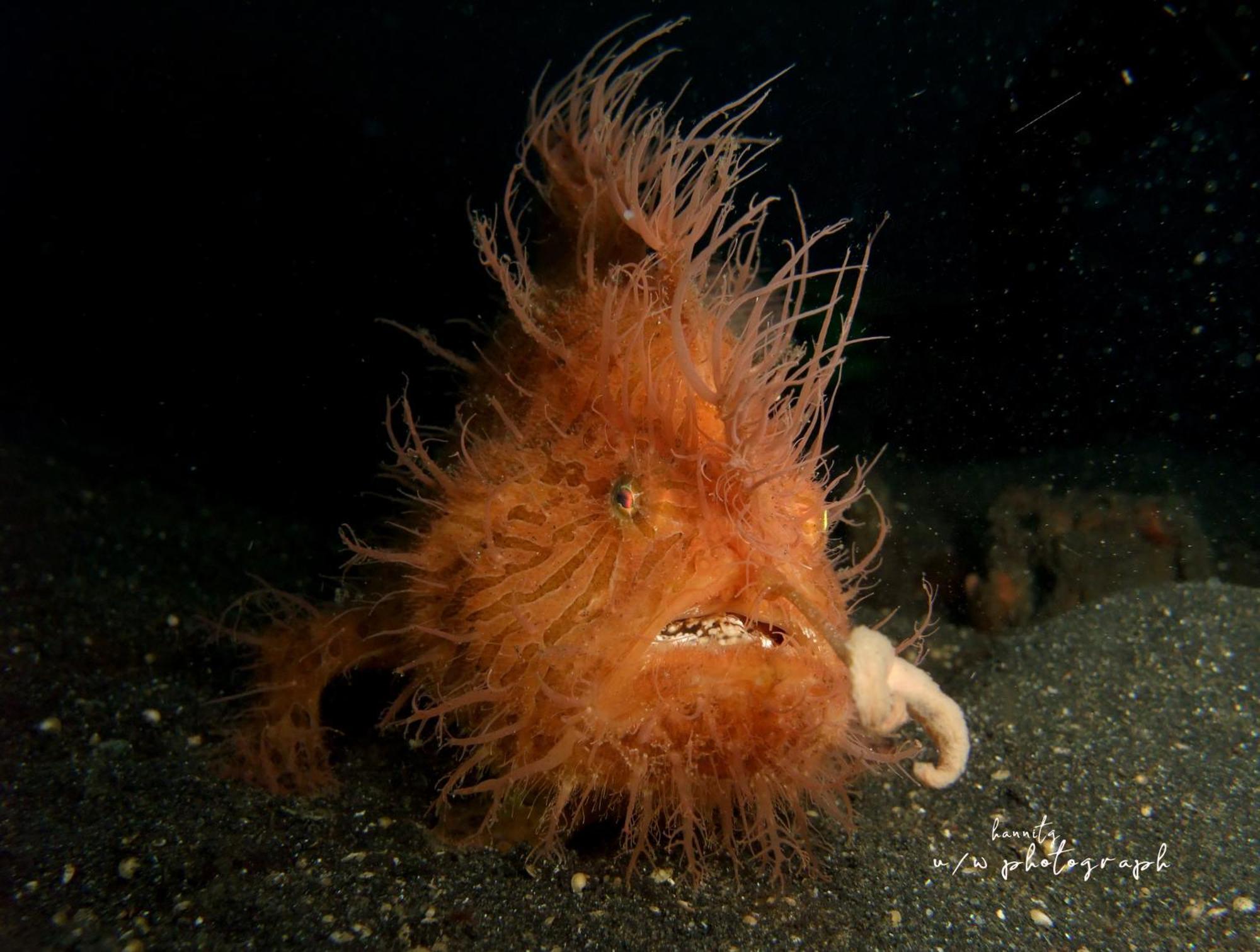 Cocotinos Lembeh A Boutique Dive Lodge Bitung Exteriér fotografie