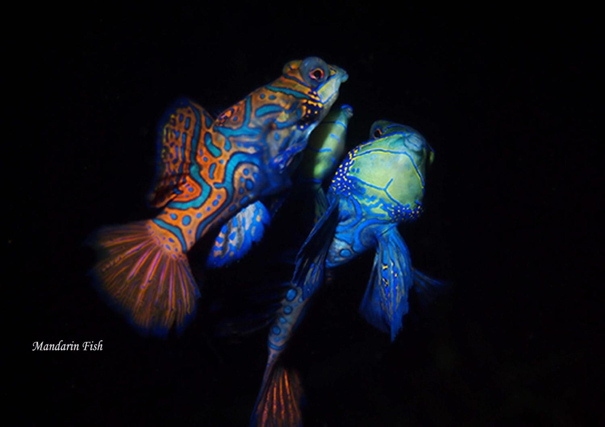 Cocotinos Lembeh A Boutique Dive Lodge Bitung Exteriér fotografie