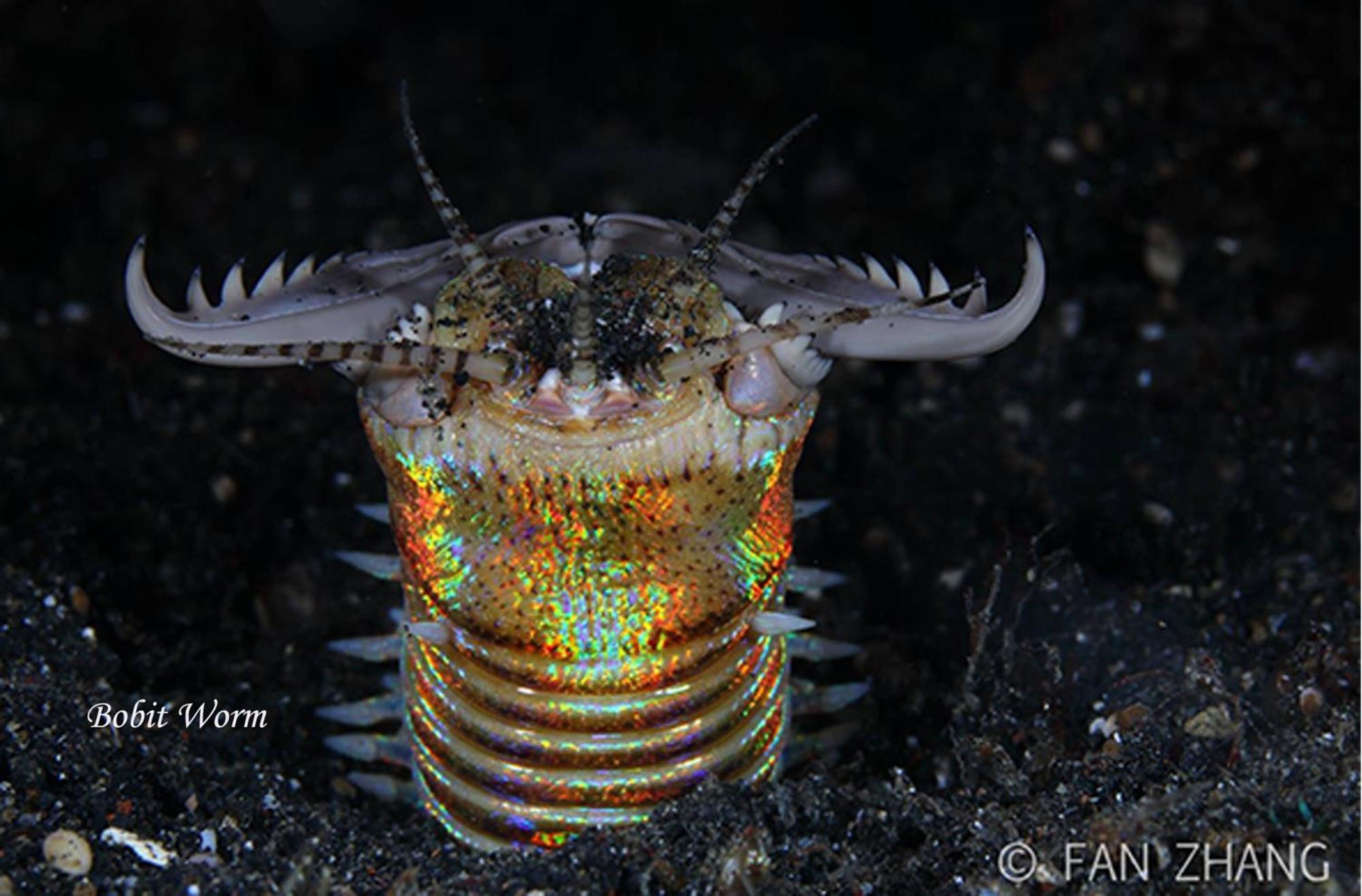 Cocotinos Lembeh A Boutique Dive Lodge Bitung Exteriér fotografie